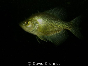 Black Crappie, Windmill Point Quarry Canon S 100, shot F/... by David Gilchrist 
